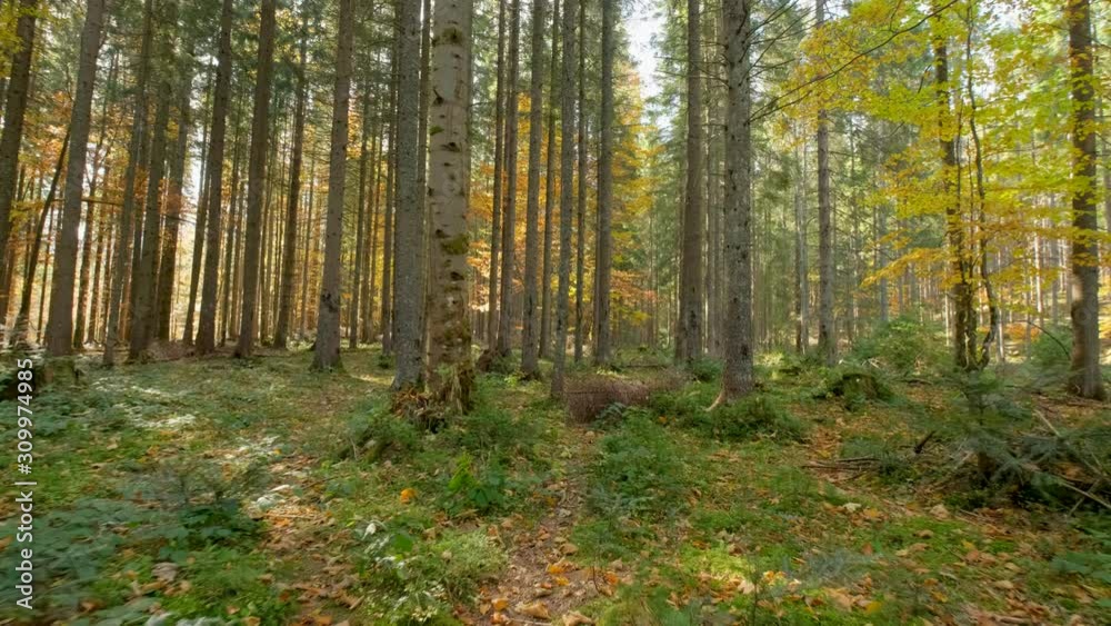 Beautiful sunny forest in autumn time , POV walk in pine forest Beautiful sunny forest in autumn time , POV walk in pine forest