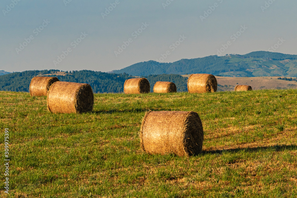 Summer landscape along the road to Camigliatello, Sila