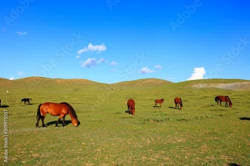 The horses are on the grassland