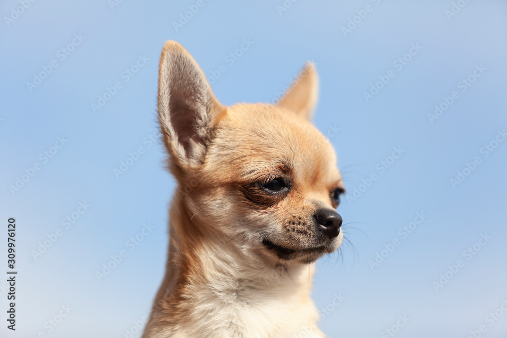 Retrato de perro chihuahua con fondo azul Retrato de perro chihuahua con fondo azul