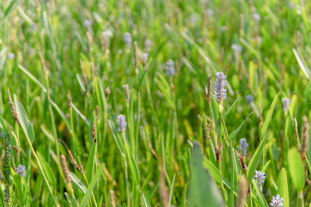 summer green pale iris color flower summer green pale iris color flower
