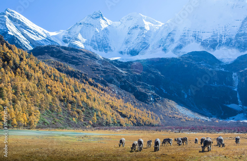 Brown sheeps are eating grass in meadow near lake with Yellow pine forest in the background at Yading Nature Reserve, Sichuan, China