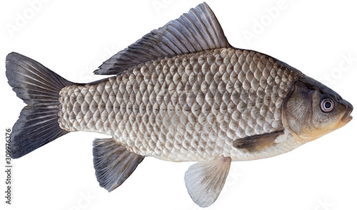 Freshwater fish isolated on white background closeup. The Prussian carp, silver Prussian carp or Gibel carp  is a fish in the carp family Cyprinidae, type species: Carassius carassius.