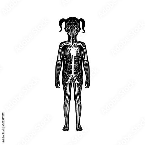 circulatory system anatomy