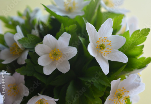 Beautiful tender floral composition. White spring anemone flowers on a delicate yellow background. Concept, spring (summer), Easter.
