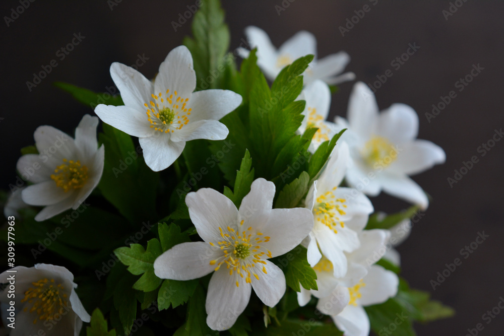 White anemone flowers against a dark background. Beautiful floral composition. Congratulation, postcard.