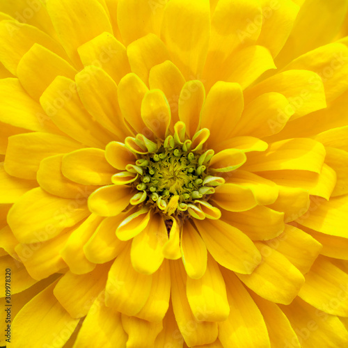 closeup beautiful yellow chrysanthemum flower in the garden  flower background