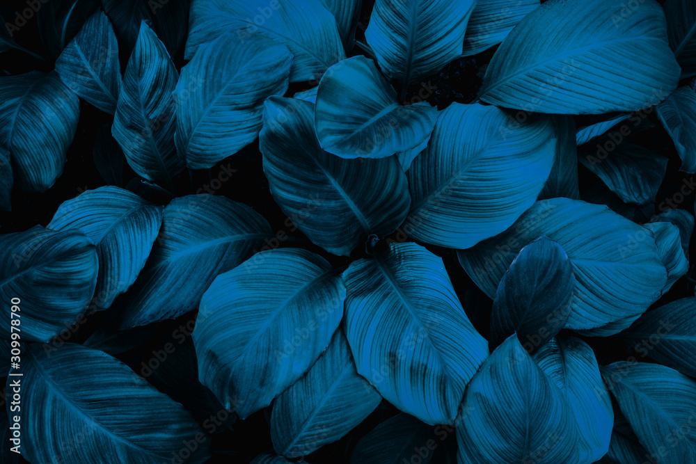 leaves of Spathiphyllum cannifolium, abstract green texture, nature background, tropical leaf leaves of Spathiphyllum cannifolium, abstract green texture, nature background, tropical leaf