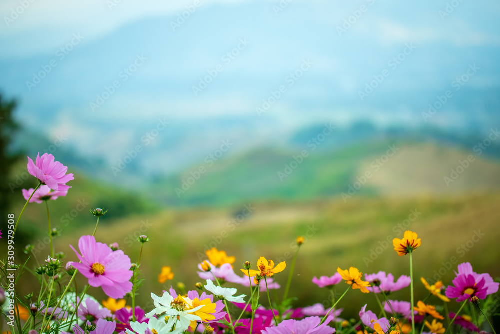 The color of the starburst flowers in nature with the mountains in the morning.