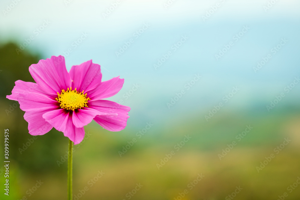 The color of the starburst flowers in nature with the mountains The color of the starburst flowers in nature with the mountains