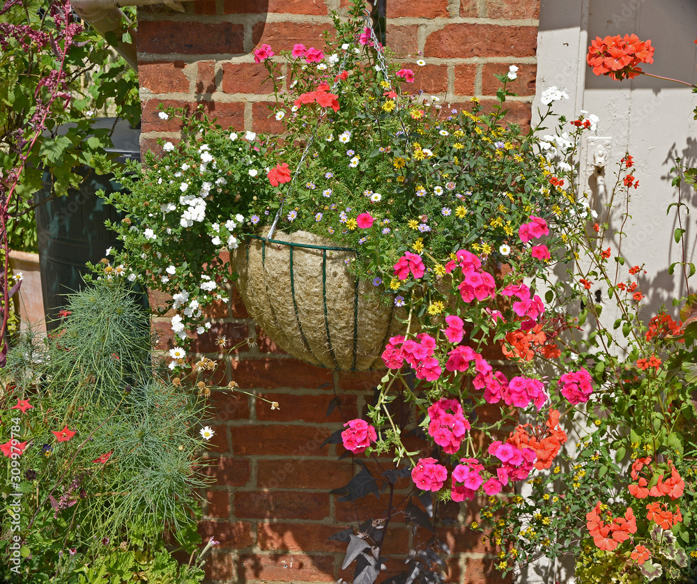 A colourful floral display fo summer flowers with hanging basket of pelargoniums