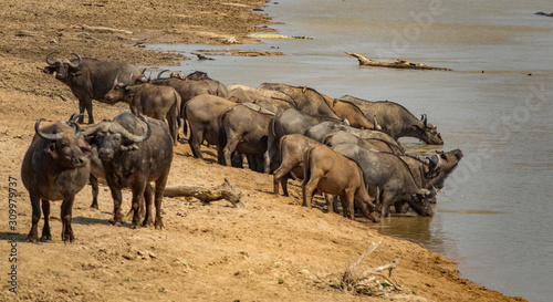 Large group of buffaloes drinking water in the river bank