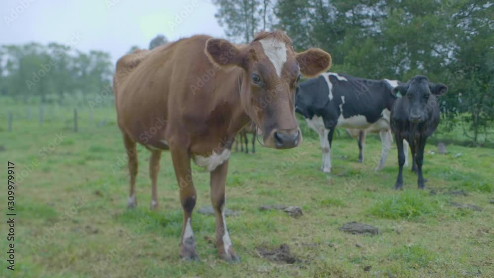 Thin Old Cows on a Farmland. One of Them Shows Ribs Thin Old Cows on a Farmland. One of Them Shows Ribs