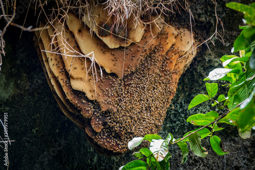 Wild beehive with bees hanging on the cave roof photo