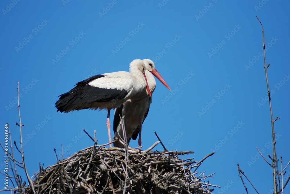 Fototapeta premium Storks