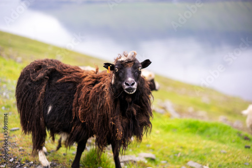 Faroese black sheep looking into camera. Cute animal close-up portray photo.