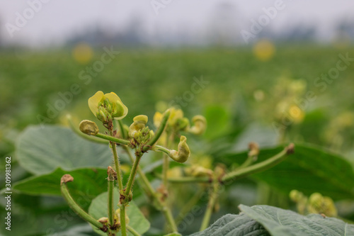Green beans are blossoming and growing in the fields.