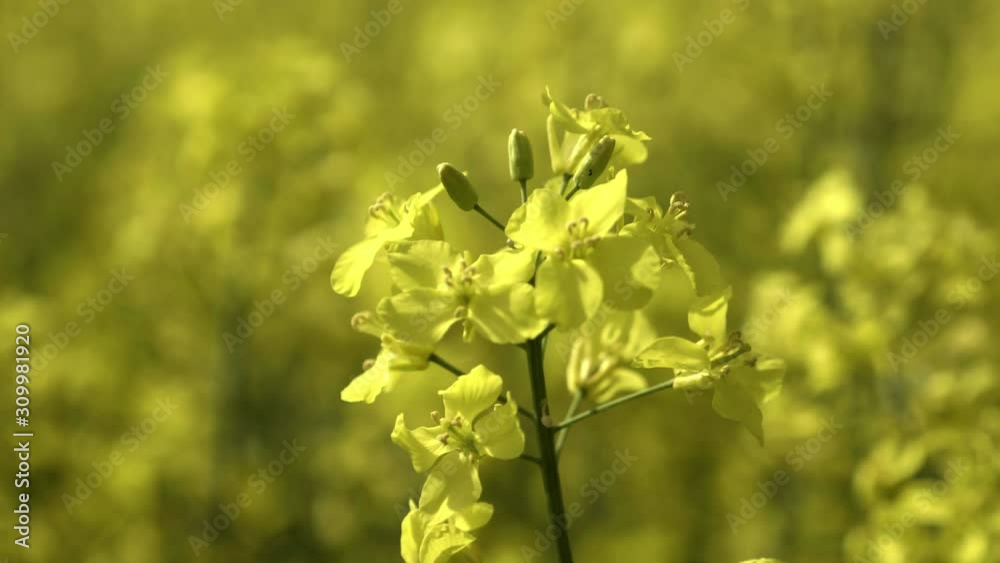Oilseed rape (Brassica napus), annual or bi-annual crop grown for oilseeds, mainly used for oil production. Yellow agricultural plant used for biofuels. Alternative fuel, low depth of field Oilseed rape (Brassica napus), annual or bi-annual crop grown for oilseeds, mainly used for oil production. Yellow agricultural plant used for biofuels. Alternative fuel, low depth of field