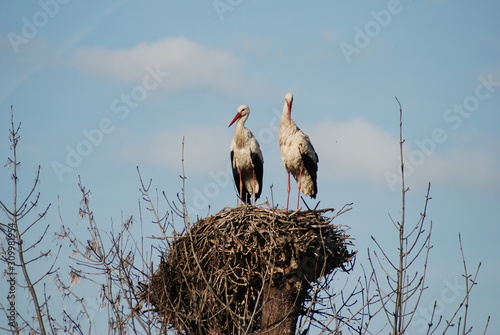 Storks