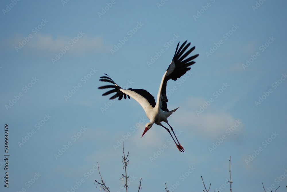 Naklejka premium Flying Stork