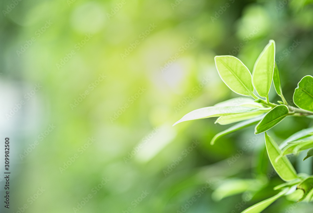 Closeup beautiful view of nature green leaves on blurred greenery tree background with sunlight in public garden park. It is landscape ecology and copy space for wallpaper and backdrop. Closeup beautiful view of nature green leaves on blurred greenery tree background with sunlight in public garden park. It is landscape ecology and copy space for wallpaper and backdrop.