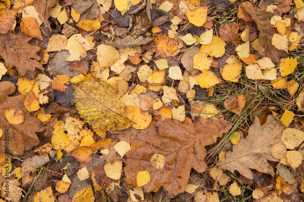 Autumn fall dry yellow brown dry leaves on ground in forest Autumn fall dry yellow brown dry leaves on ground in forest