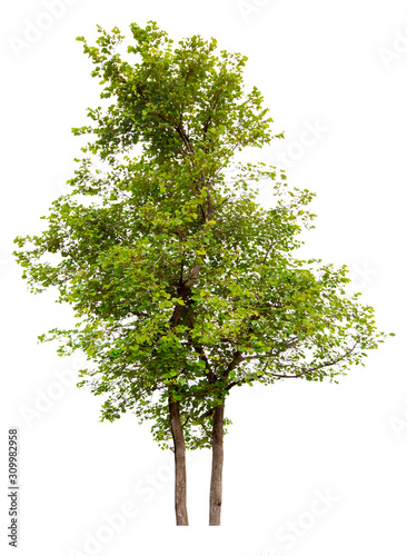 Green Tree isolated on white background with clipping path  used for your design  advertising and montage