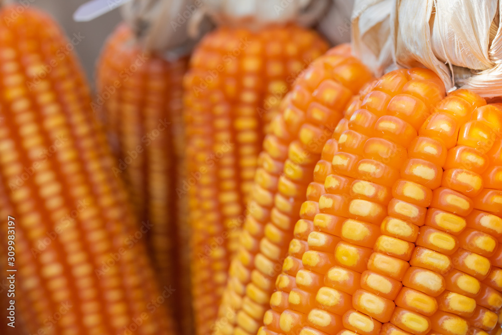 Fototapeta premium Dried maize on the table.