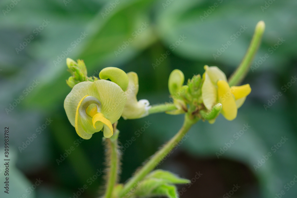 Green beans are blossoming and growing in the fields. Green beans are blossoming and growing in the fields.