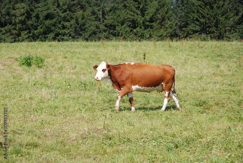 Cow