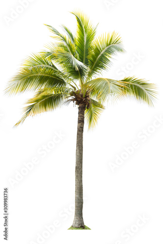 The beautiful of coconut tree and branches isolated on white background with clipping path, tropical tree for decorations and advertisements