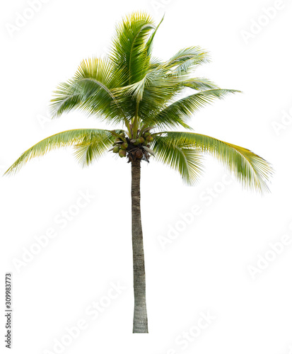 The beautiful of coconut tree and branches isolated on white background with clipping path  tropical tree for decorations and advertisements