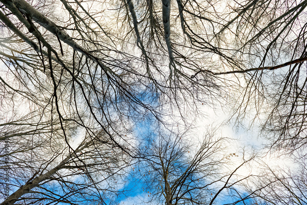 Beech trees without leaves in winter Beech trees without leaves in winter