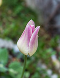 ulpe Blushing Lady (Tulipa). Lila und hellgelb. Blüte geschlossen