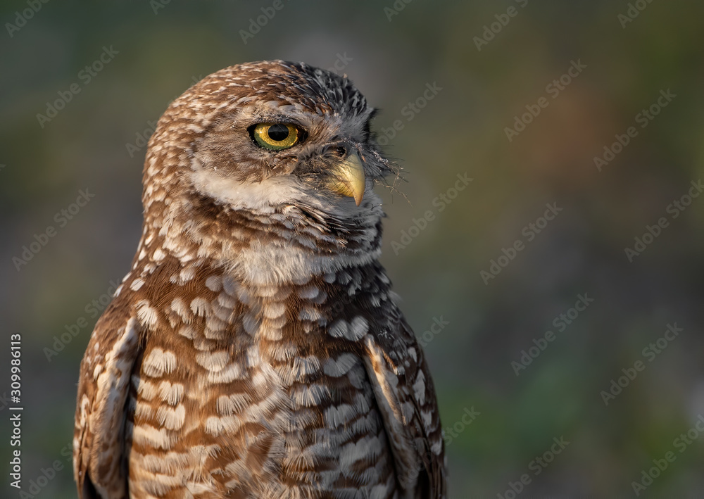Obraz premium Burrowing Owl in Florida 