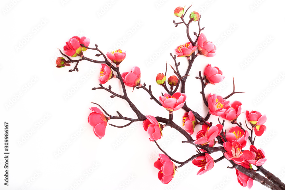 blossoming cherry with bright pink