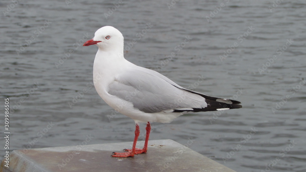 Fototapeta premium Red-billed gull (Chroicocephalus novaehollandiae scopulinus) at Lake Rotorua, New Zealand
