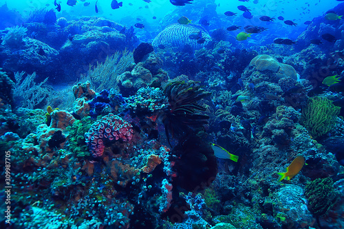 Fototapeta Naklejka Na Ścianę i Meble -  coral reef underwater / lagoon with corals, underwater landscape, snorkeling trip