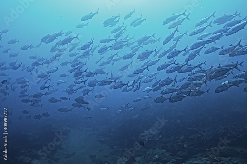 many Caranx underwater / large fish flock, underwater world, ocean ecological system © kichigin19