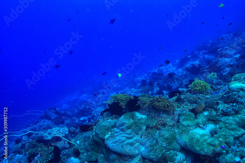 marine ecosystem underwater view   blue ocean wild nature in the sea  abstract background