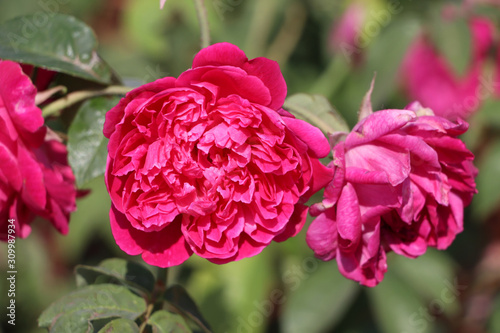 Red Lolita Lempicka Rose on the branch of tree.