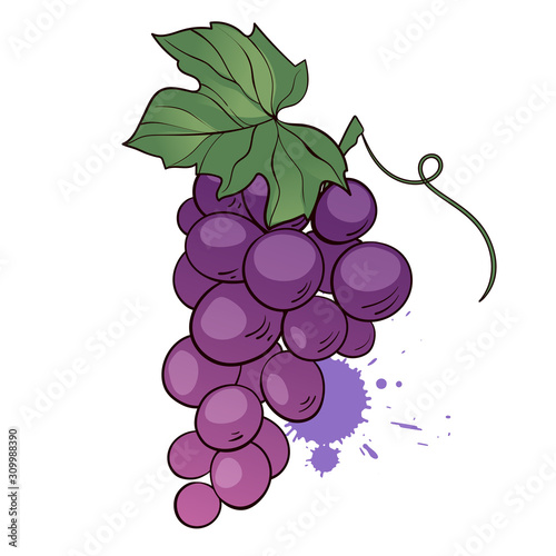 Bunch of purple grapes with leaf. Hand drawn vector icon on white background. Vector illustration in cartoon flat style