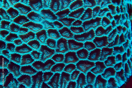 Foto coral reef macro / texture, abstract marine ecosystem background on a coral reef