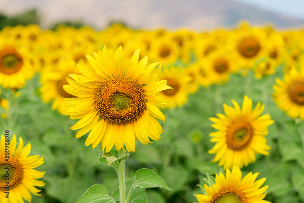 Beautiful sunflower  field on summer at Lop buri,THAILAND