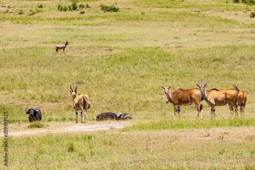 Eland antelope on the savanna in africa