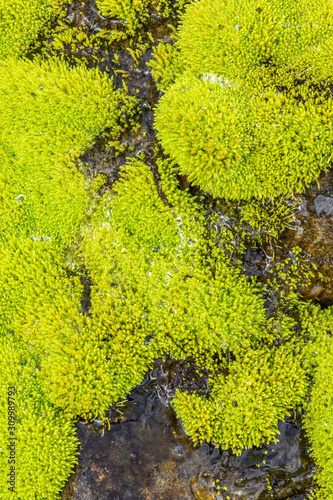 Close up of green moss with water drops