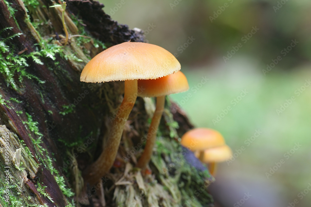 Galerina marginata, known as the Funeral Bell mushroom or deadly Galerina, a deadly poisonous mushroom from Finalnd Galerina marginata, known as the Funeral Bell mushroom or deadly Galerina, a deadly poisonous mushroom from Finalnd