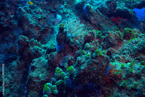 coral reef underwater / sea coral lagoon, ocean ecosystem