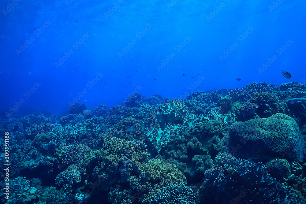 underwater scene / coral reef, world ocean wildlife landscape