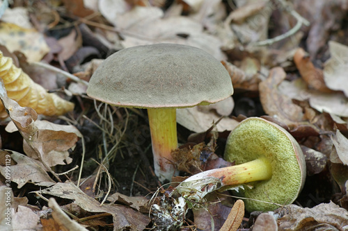 Xerocomus subtomentosus,  known as suede bolete, boring brown bolete or yellow-cracked bolete